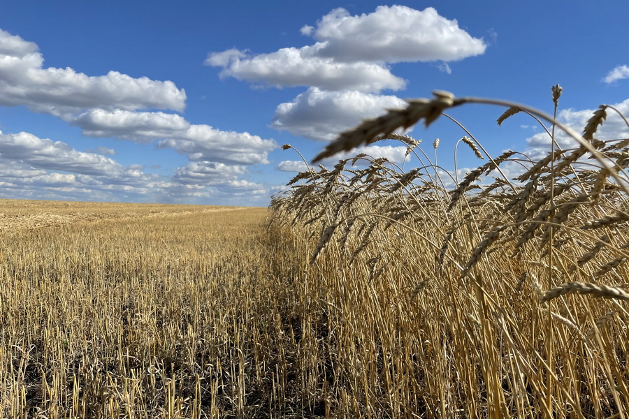 Урожай пшеницы в Центре Бараева приблизился к 15 ц/га