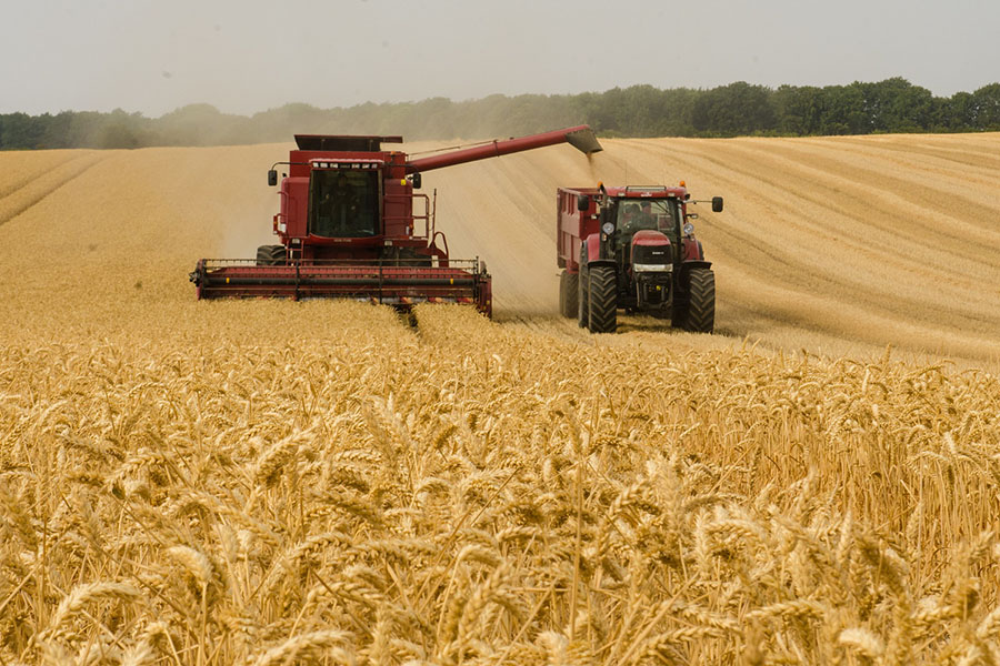 Казахстан произведет 12,5 млн тонн пшеницы 
