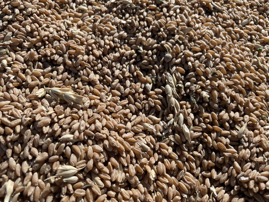 Эксперты готовятся к подорожанию пшеницы до $400 за тонну