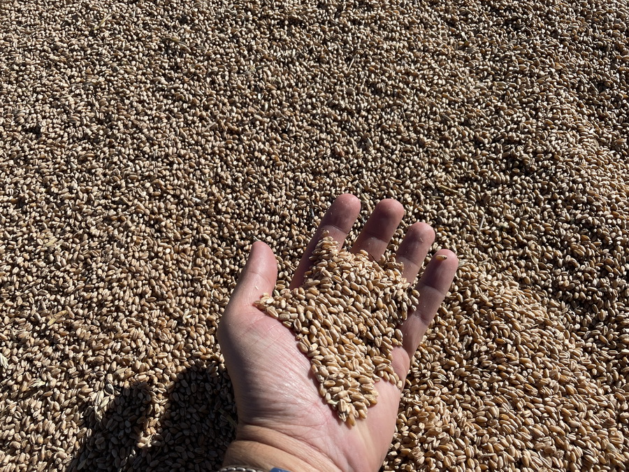 Рост цен на пшеницу принёс фермерам $500 млн дополнительного дохода