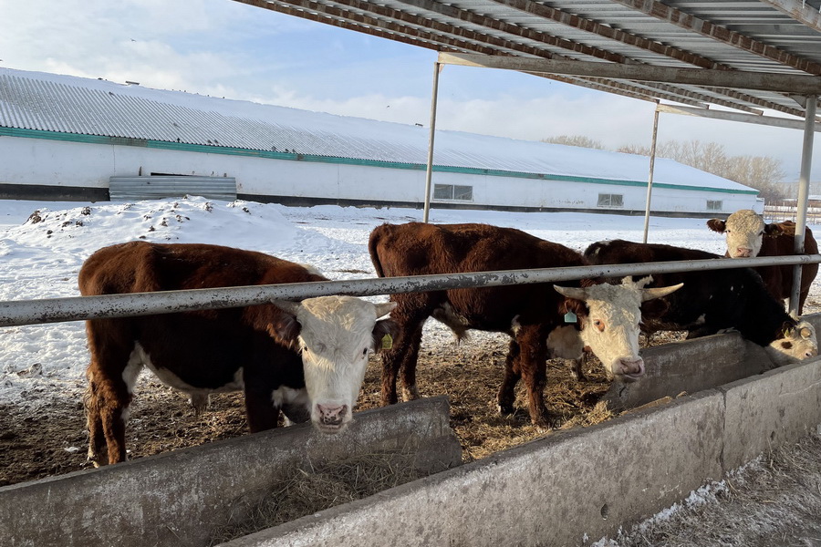Чем грозит Казахстану экспорт живого скота
