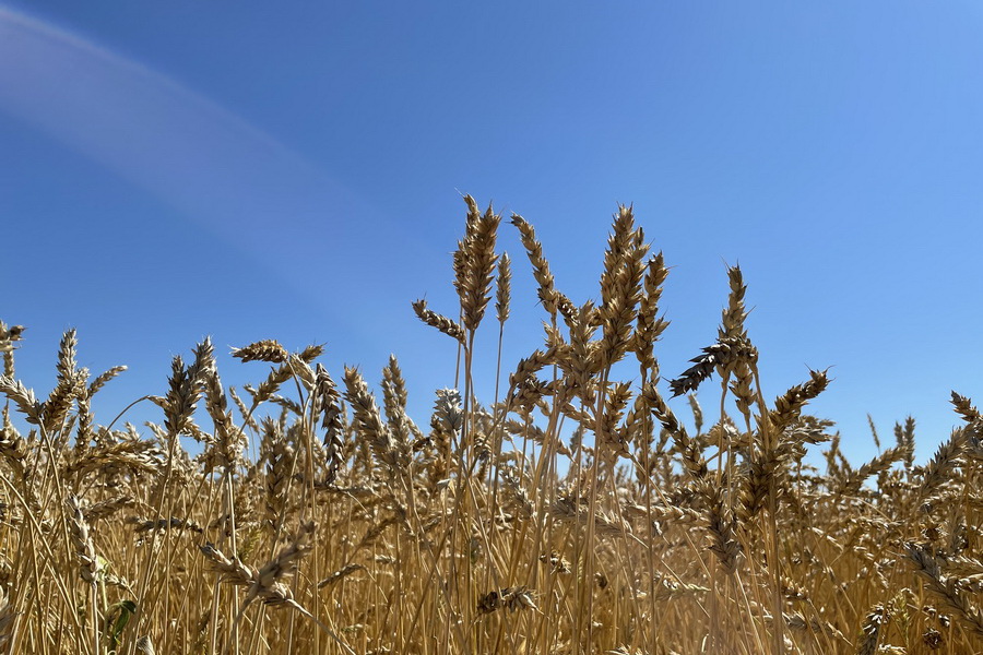 Снижения цен на пшеницу до 100 тыс. тенге/тонна ожидают фермеры
