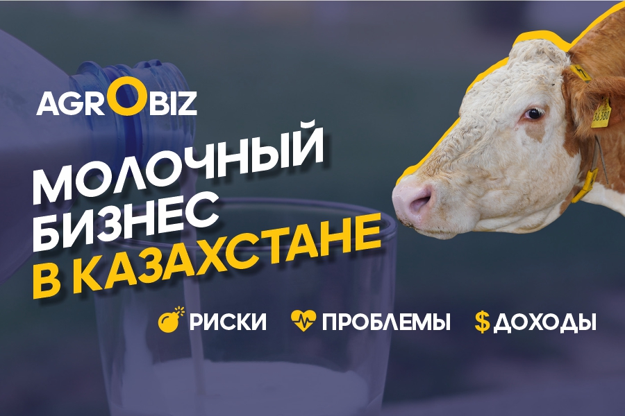 Молочное животноводство в Казахстане: как зарабатывают на КРС?