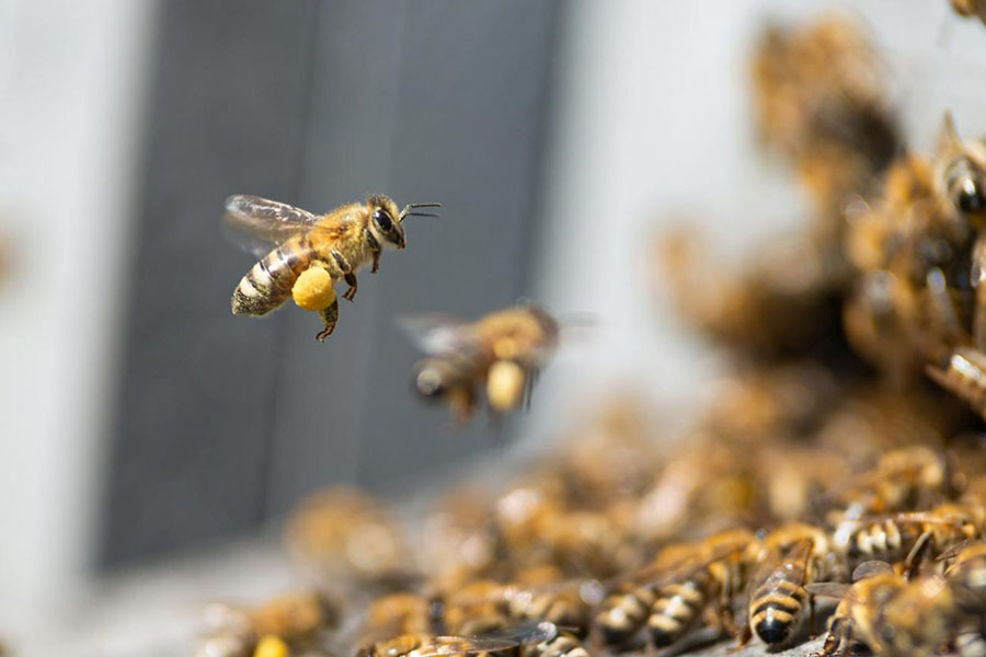 Ученые КазАТУ спасают пчел от ядов и клещей