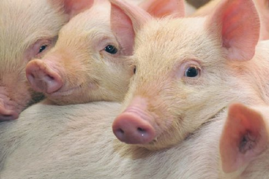 Казахстан ввел запрет на ввоз свинины из Саксонии и города Германии