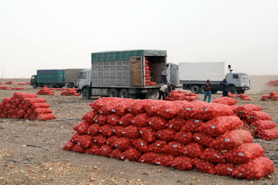 В Казахстане собрали высокий урожай лука