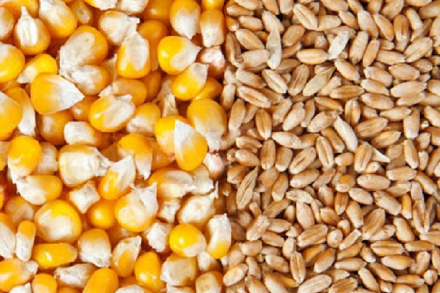 Запас зерна в Казахстане составляет 12,7 млн тонн