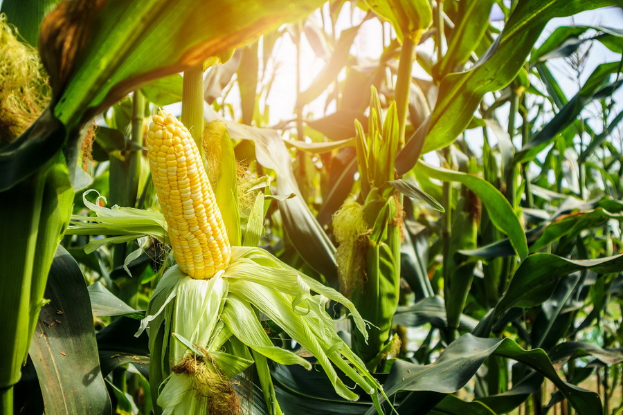 Как Kusto Farming на севере выращивает кукурузу на зерно 