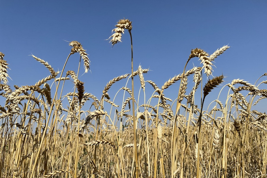 ФАО увеличила прогноз по урожаю пшеницы в Казахстане