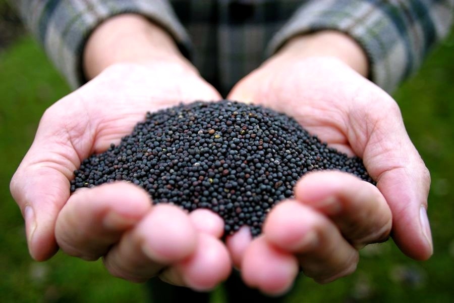Казахстан ужесточит контроль за ввозом ГМО-семян