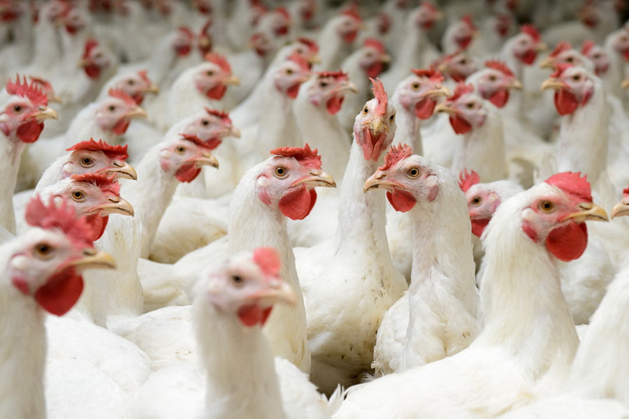 Птицефабрику мощностью 5 тыс. тонн мяса в год запустят в Мангистау