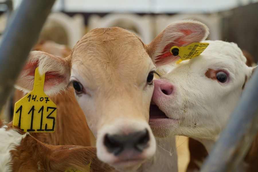 МСХ примет Дорожную карту по развитию молочного животноводства