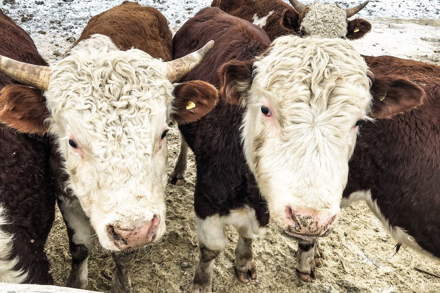 Евразийский мясной союз стремится к рынку с доходом $1,5 млрд в год