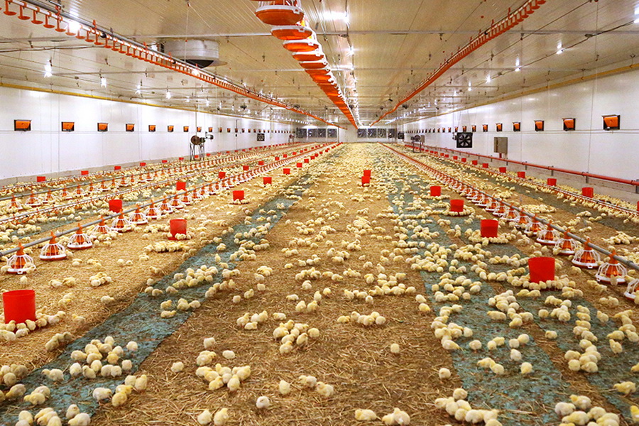 Макинская птицефабрика расширила производство в 2,4 раза