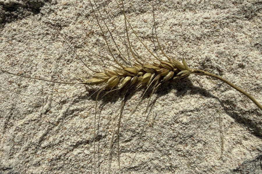 Право экспорта кормовой муки в Китай получили трейдеры 