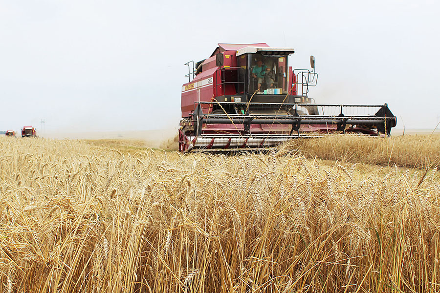 Июньская засуха не повиляла на прогнозы производства зерна в Казахстане