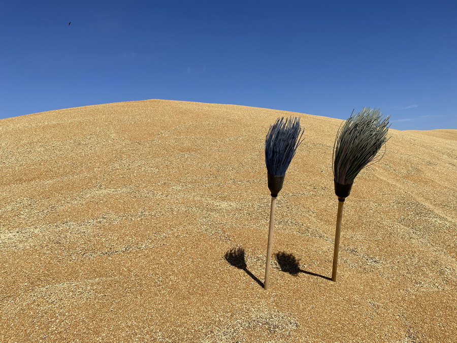 Укрепление тенге и снижение возврата НДС обвалили цены на пшеницу в Казахстане