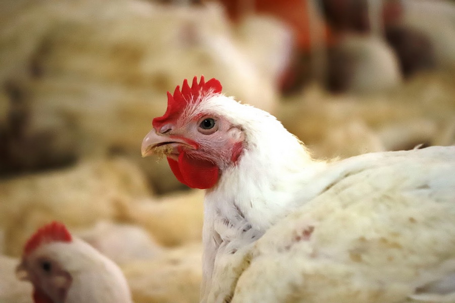 В Казахстане построят 20 птицефабрик мясного направления 