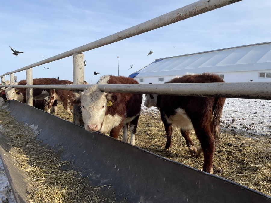 Что подрывает эпизоотическое благополучие Казахстана