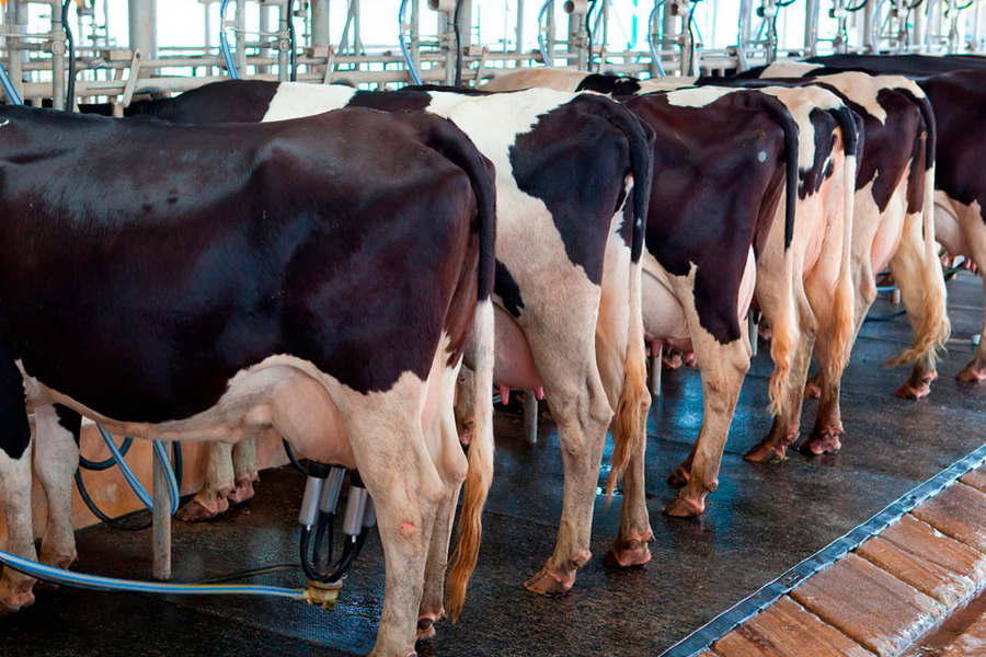 Надои молока в компании «Зенченко и Ко» превысили 23,6 млн кг за год