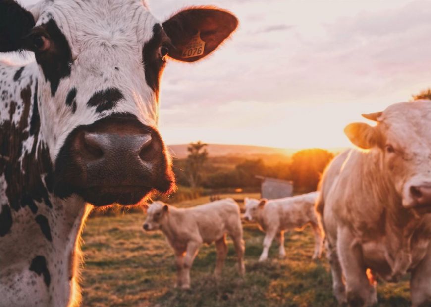 На 6 месяцев Казахстан запретил экспорт живого скота