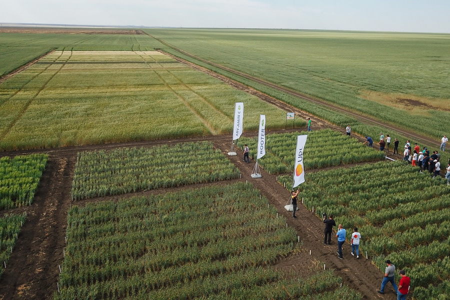 В сентябре был собран рекордный урожай. Поле урожай. Зерновое поле. Поля севера.
