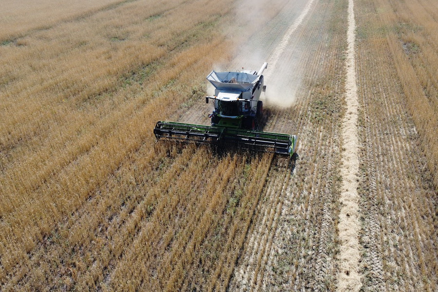 Акмолинская область завершила уборку зерна: намолочено 3 млн тонн