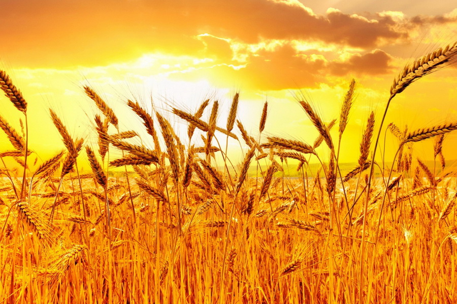 Дождливый сентябрь прогнозируют синоптики в зерновом поясе Казхастана