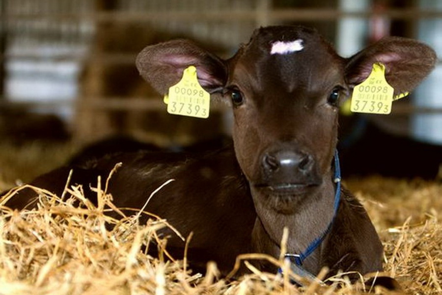 МСХ планирует отменить требования о сертификации бирок для скота в ICAR