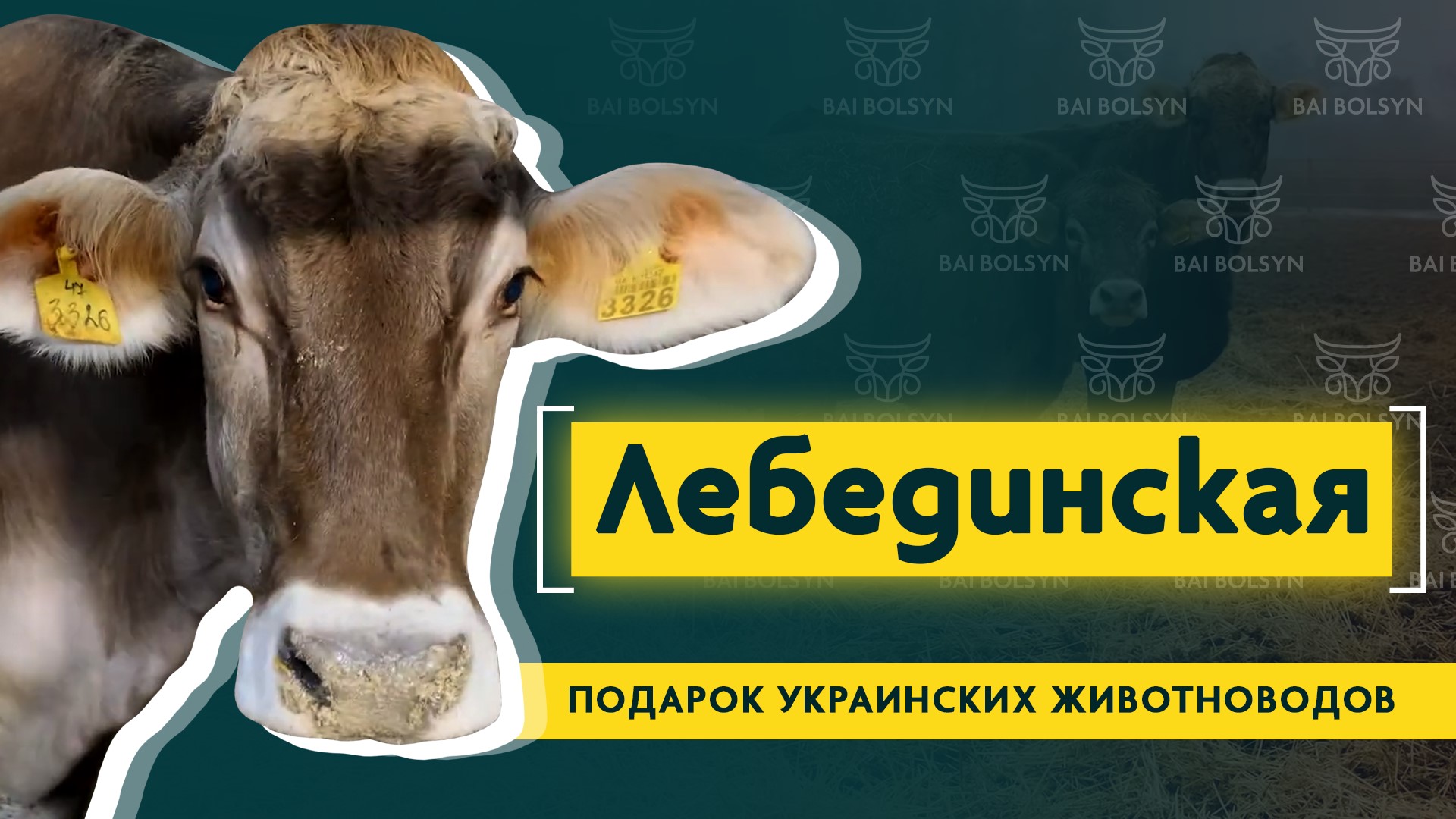 Лебединская порода КРС — выносливый и продуктивный скот из Украины, содержание и опыт