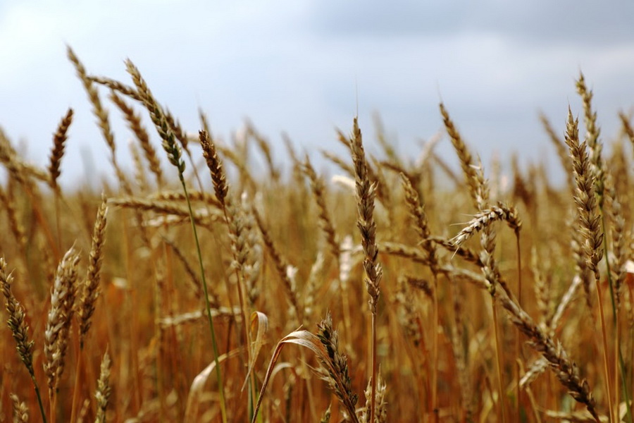 Казахстан планирует собрать 13 млн тонн пшеницы