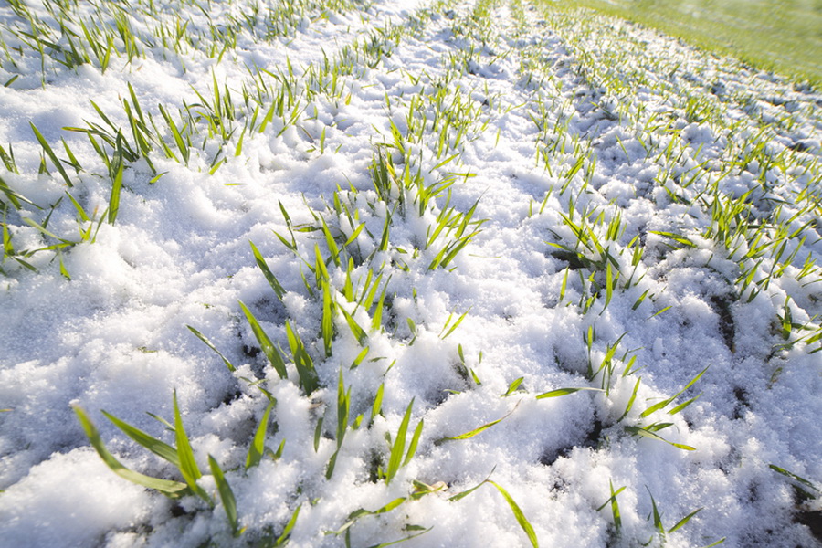 Вегетация озимой пшеницы прекратилась из-за мороза на юге и юго-востоке РК