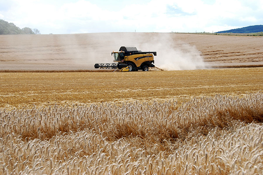 Казахстан экспортирует 7 млн тонн пшеницы