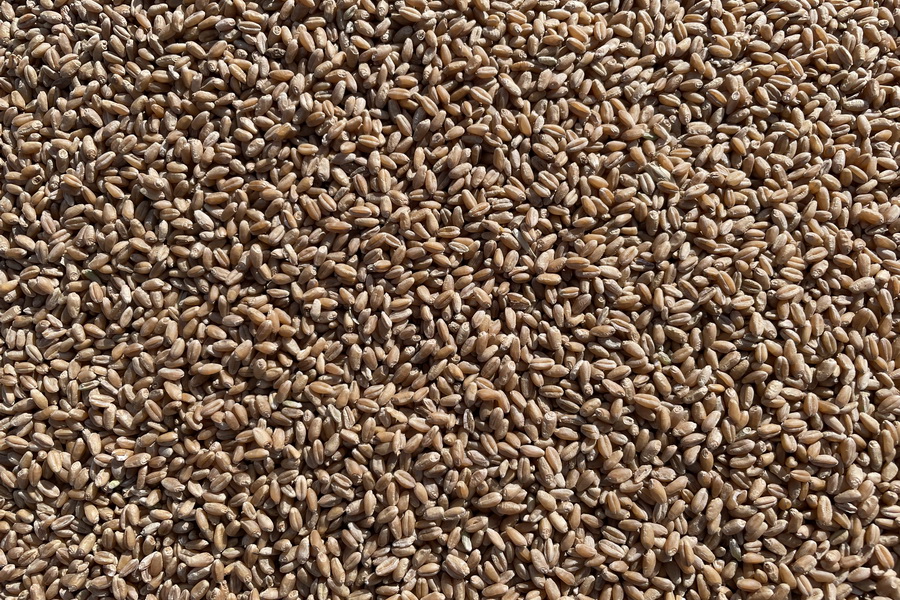 Мировые цены на пшеницу подскочили на 2,23%