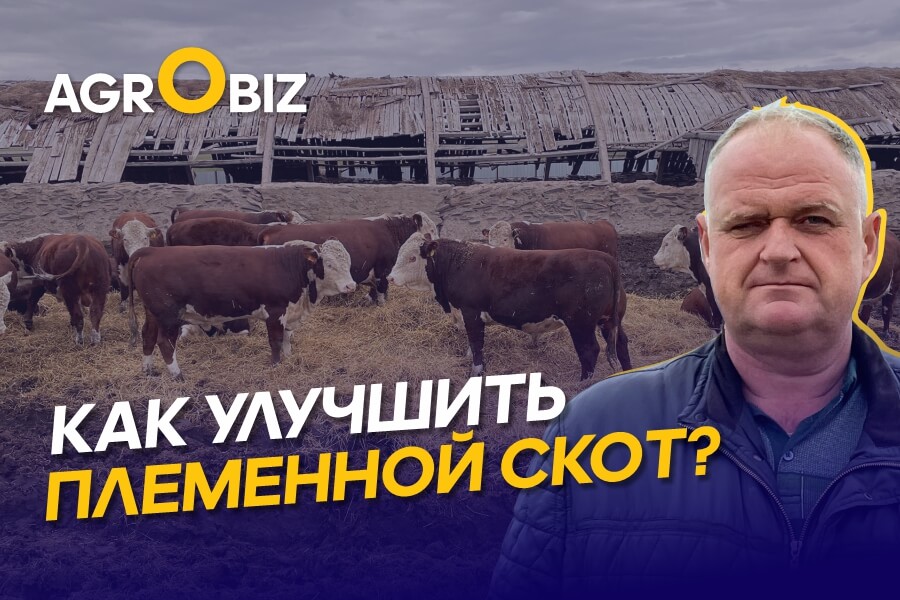 Где купить хороших Акбасов в Казахстане? Апгрейд стада, генетика и рацион КРС