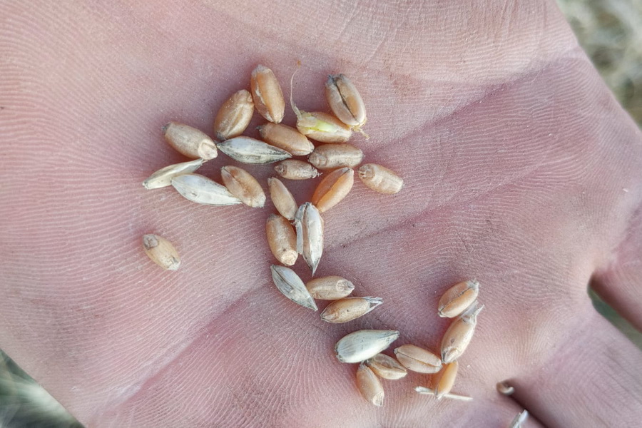 Семена пшеницы подорожали в Казахстане