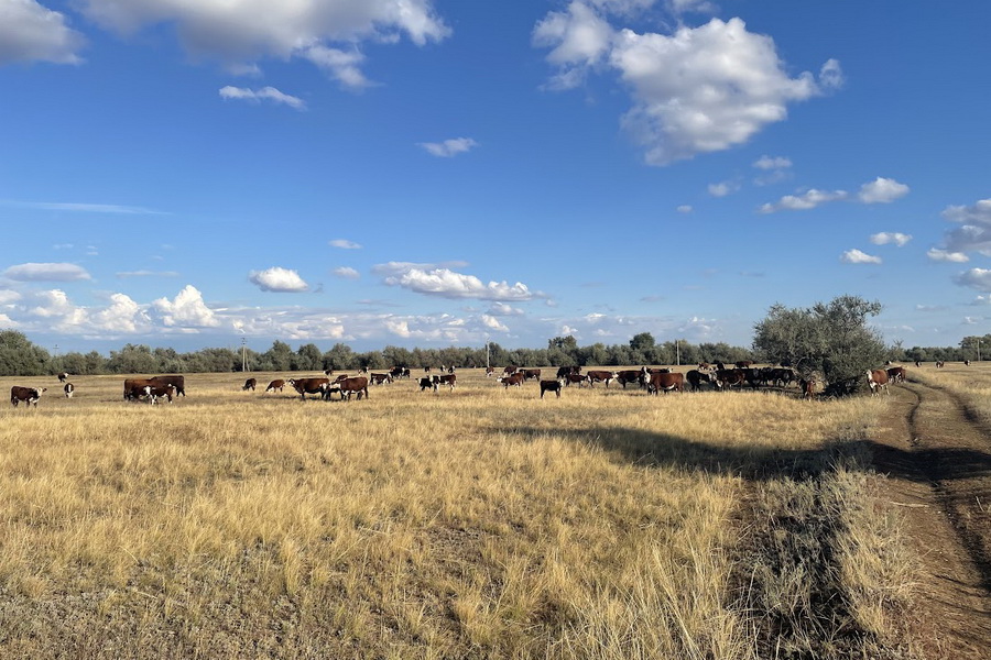Повысить штрафы за потраву посевов скотом предложили в Казахстане