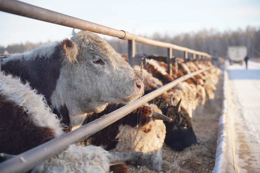 Более 100 мясных ферм откроют в Акмолинской области