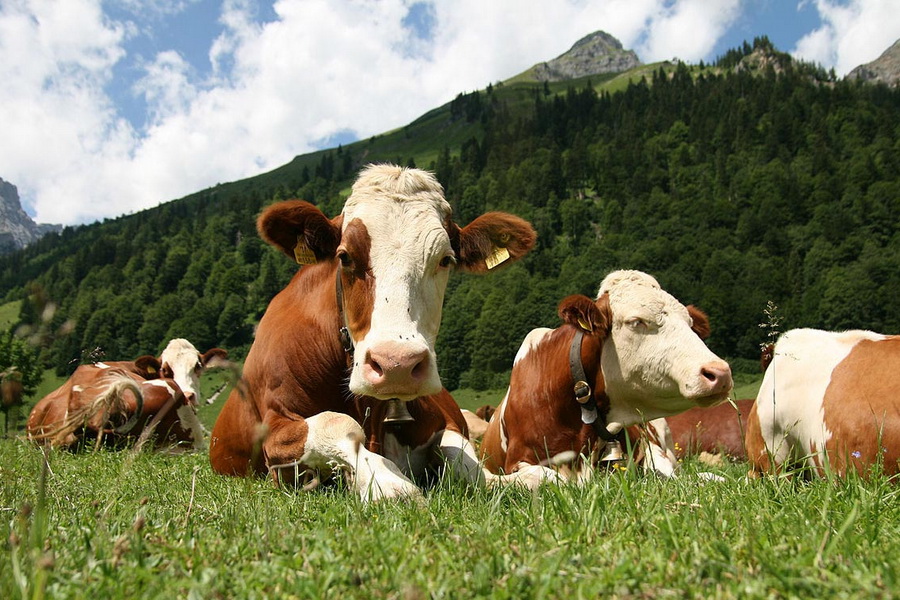 МСХ выявил расхождения в данных по поголовью и исследованиям скота 