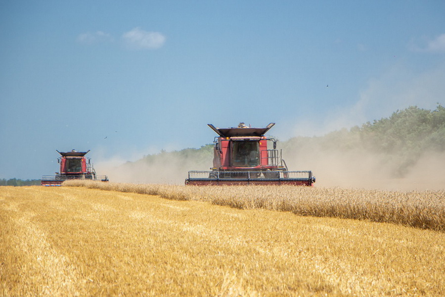 В РК убрано 87% площадей зерновых, намолочено 16,7 млн тонн зерна