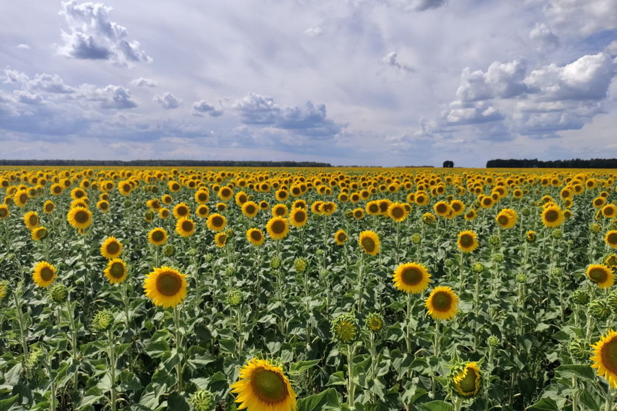 490 тыс. га посевов застраховали фермеры Казахстана