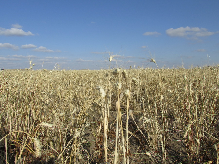 Россия запрещает экспорт твердой пшеницы