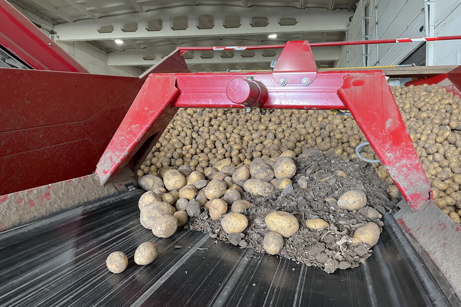 Оптовая цена на картофель в РК 120-135 тыс. тенге/тонна