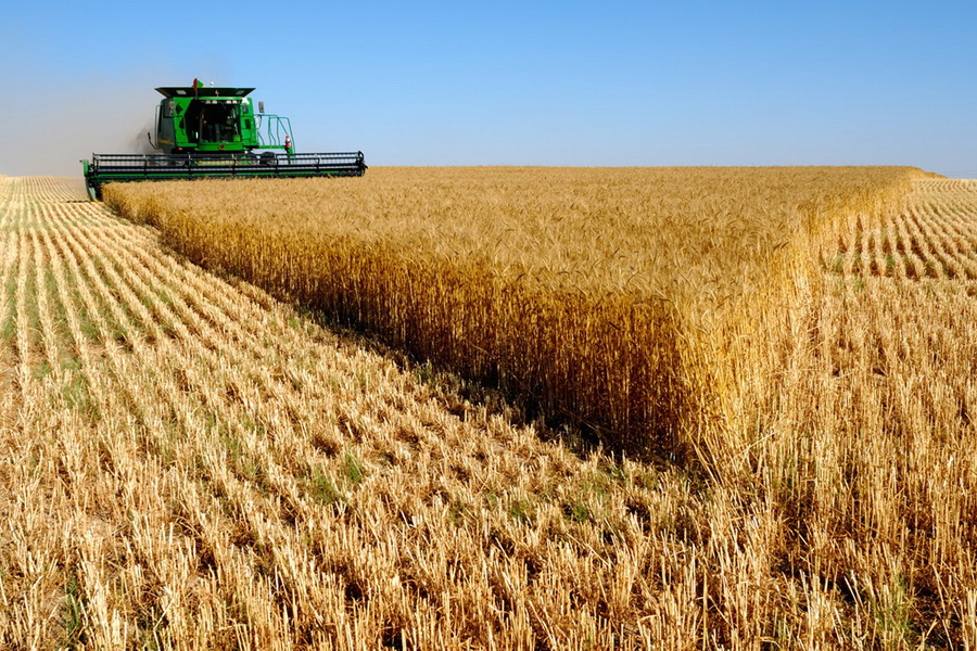 В Казахстане убрано 96,2% зерновых, намолочено 18,9 тыс. тонн зерна