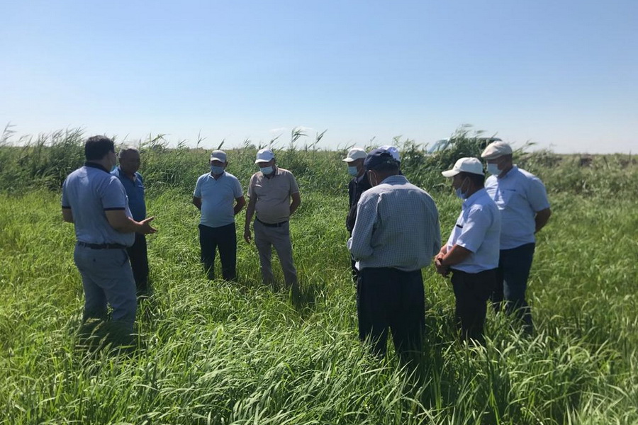 Рисовые поля засыхают из-за проблем с поливом в Кызылординской области 
