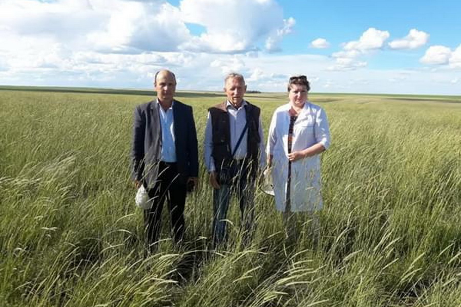 В Казахстане разработана высокоэффективная технология посева многолетних трав