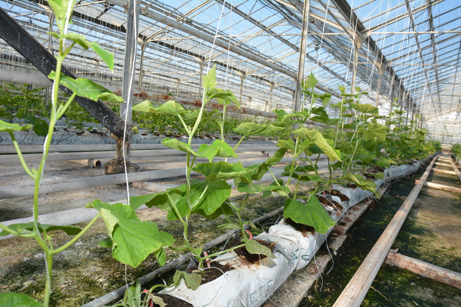 Агрозоны рядом с селами создадут в двух районах  Мангистауской области