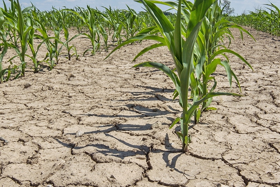 В правительстве РК назвали ответственных за последствия от засухи