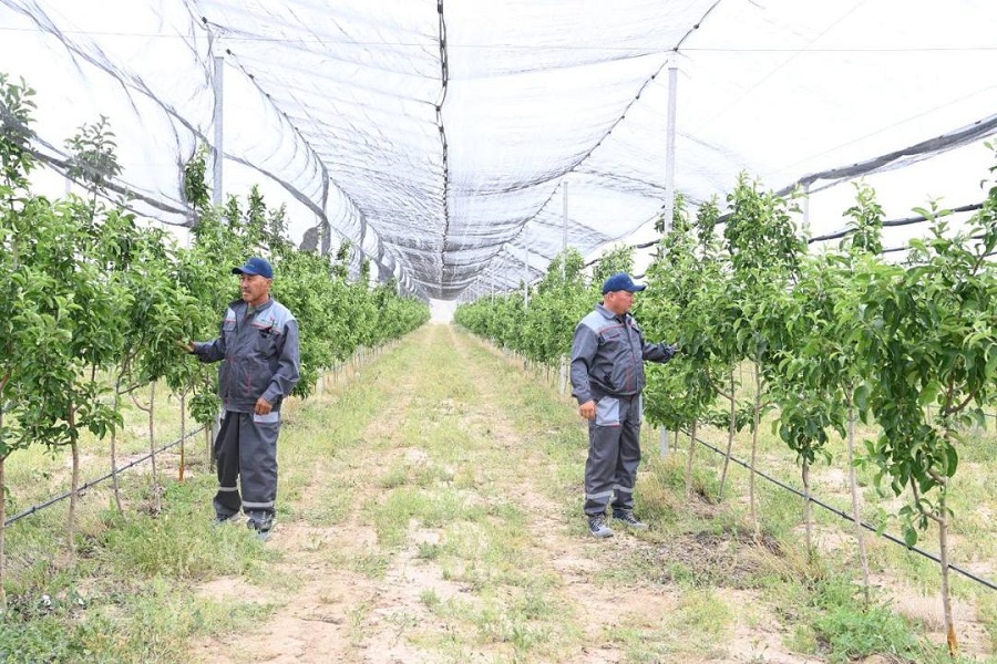 Яблоневые сады стоимостью 1,6 млрд тенге высадили в Кызылординской области