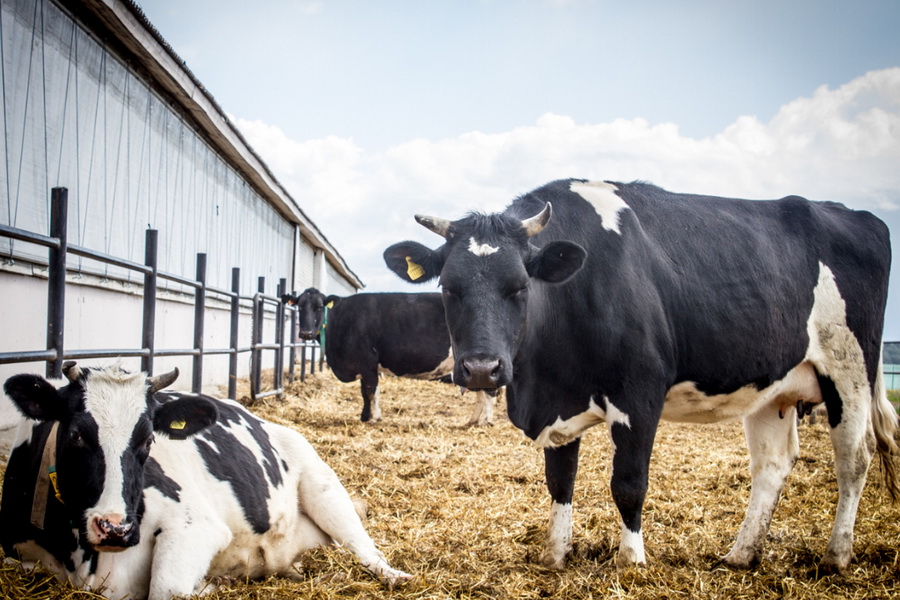 Как кормовые решения повышают рентабельность молочных ферм